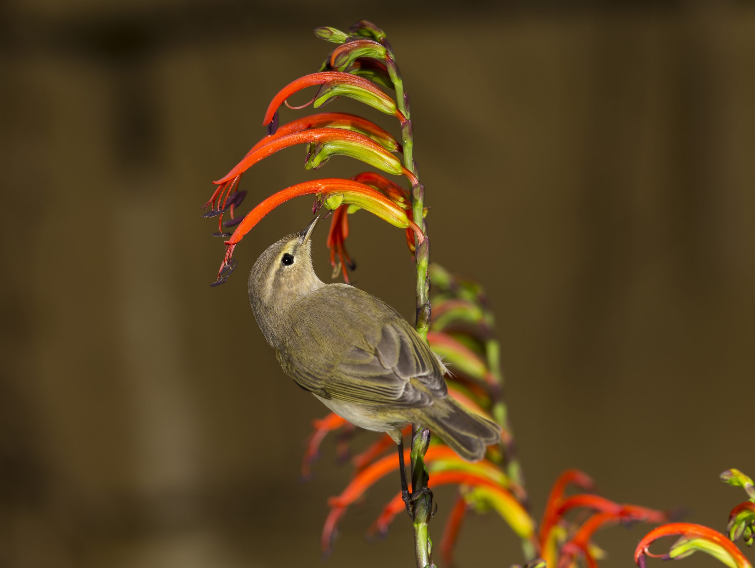 Premigratory fattening Common chiffchaff, Phylloscopus collybita sips nectar from an exotic Chasmante floribunda ,African flag in urban garden, Malta