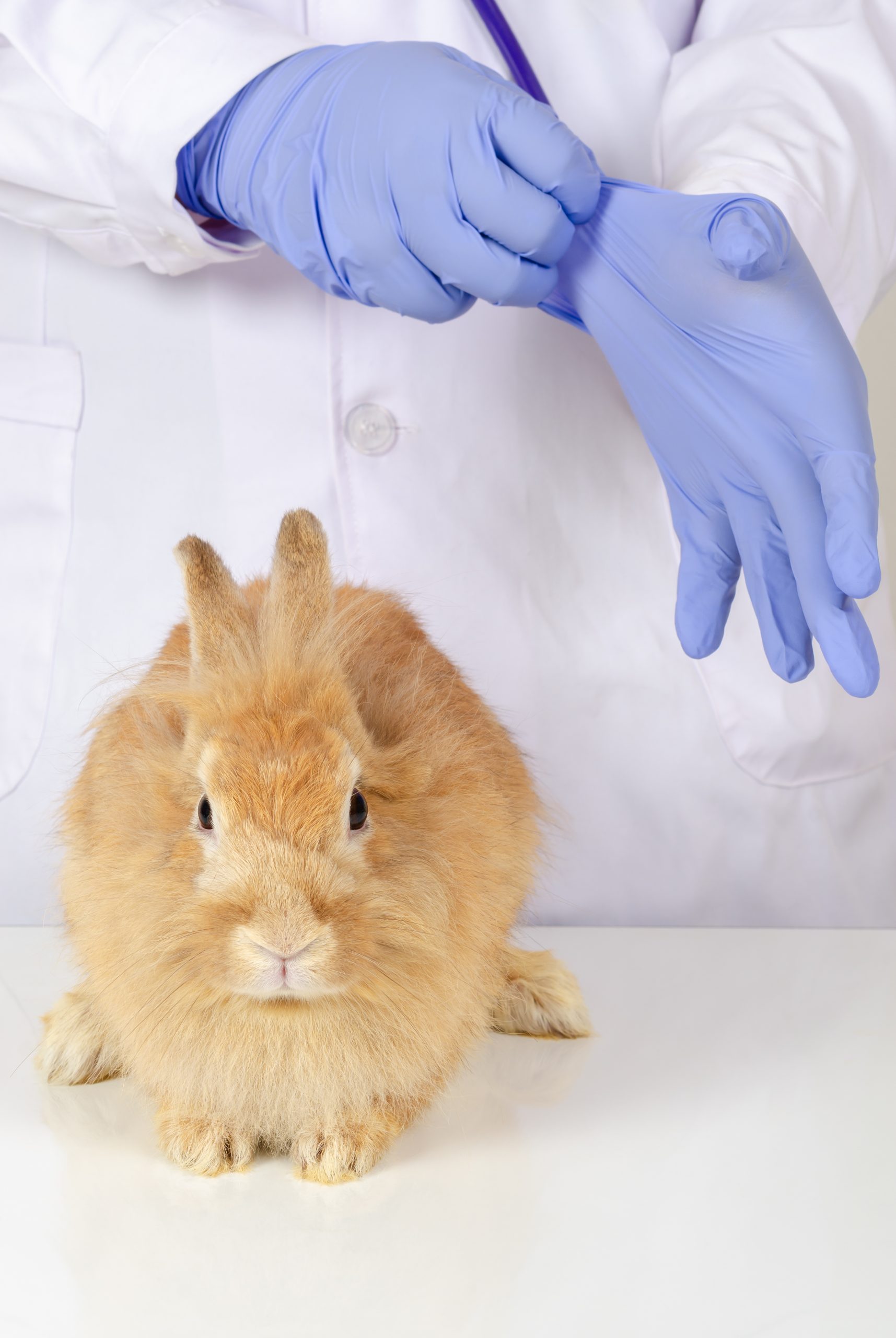Brown sick rabbit sit on white table for health check up by Vet doctor in white uniform wearing purple glove at white clinic room